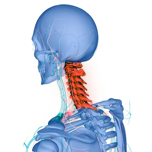 Anatomia Rdzenia Kręgowego Kręgi Szyjne Ilustracja — Zdjęcie stockowe