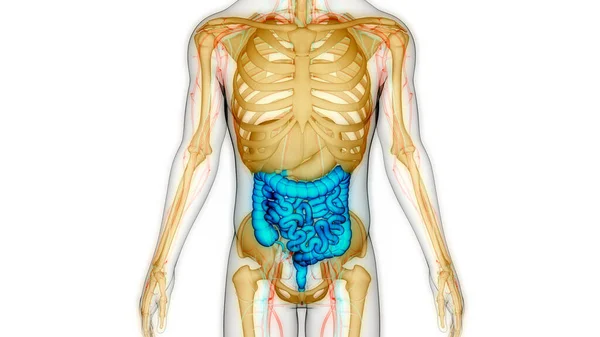 ヒト消化器系の解剖学 — ストック写真