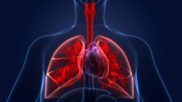 Human Respiratory System Lungs Anatomy — Stock Photo, Image