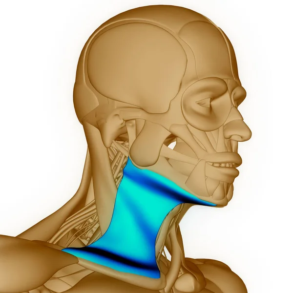 人体肌肉系统颈部肌肉解剖 — 图库照片