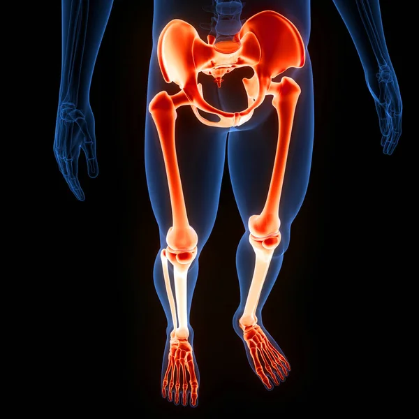 Nsan Iskeleti Bacak Eklemi Anatomisi Görüntü — Stok fotoğraf