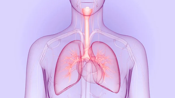 Human Respiratory System Lungs Anatomy — стокове фото