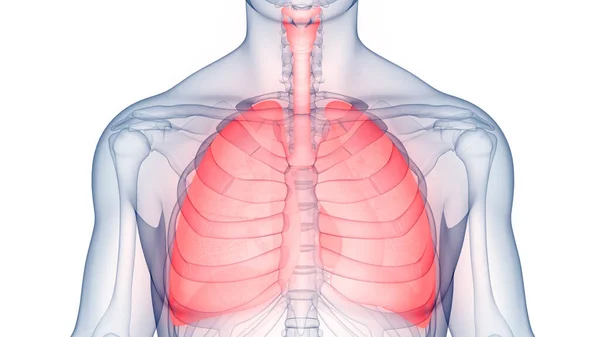 Human Respiratory System Lungs Anatomy — Stock Photo, Image