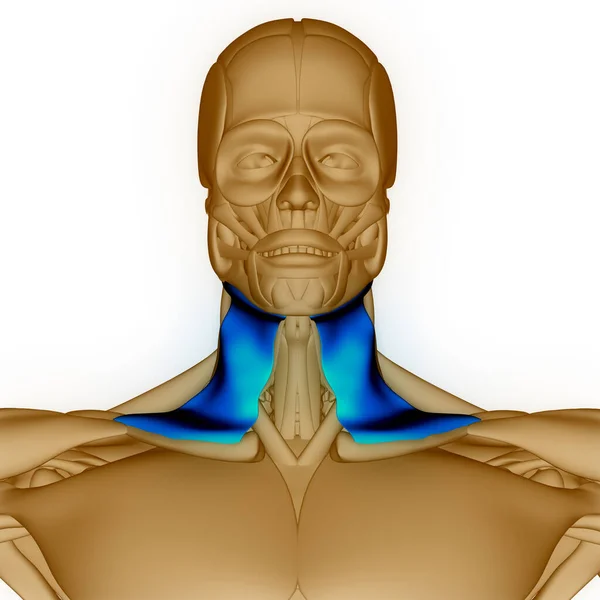 Ciało Ludzkie Układ Mięśniowy Szyja Mięśnie Anatomia — Zdjęcie stockowe