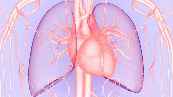 Système Circulatoire Humain Anatomie Cardiaque — Photo