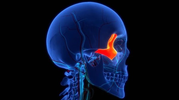 Sistema Esquelético Humano Anatomía Partes Óseas Del Cráneo —  Fotos de Stock