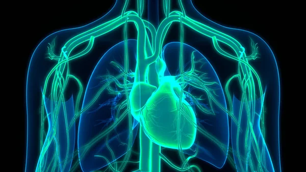 Human Circulatory System Heart Anatomy. 3D