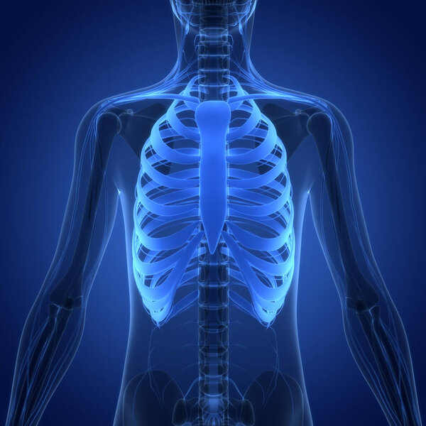 3D иллюстрация костных соединений скелета человека Анатомия