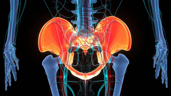 Sistema Esquelético Humano Anatomía Las Articulaciones Óseas Cintura Pélvica —  Fotos de Stock