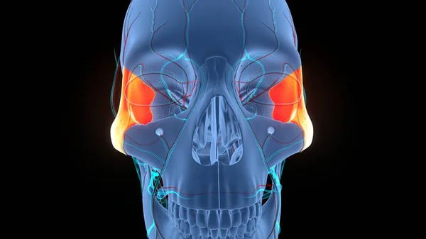 Sistema Esqueleto Humano Peças Osso Caveira Anatomia Óssea Zigomática — Fotografia de Stock