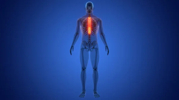 Wirbelsäule Des Menschlichen Skelettsystems Anatomie Des Rückenmarks — Stockfoto