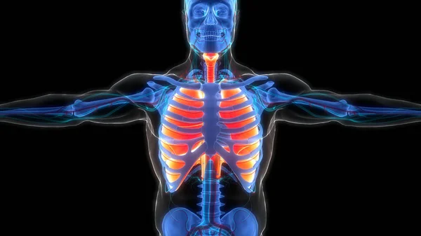 Human Respiratory System Lungs Anatomy — стокове фото