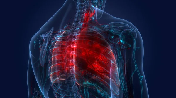 Sistema Respiratório Humano Anatomia Pulmonar — Fotografia de Stock