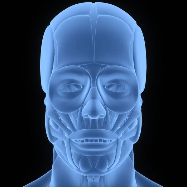 3D Illustration of Human Face Muscles