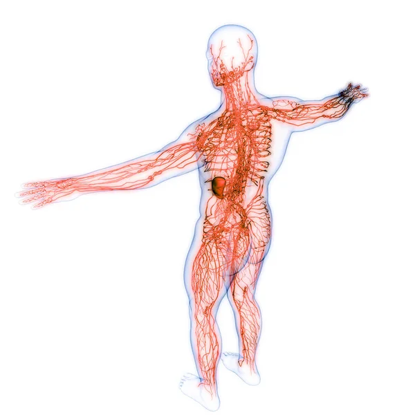 Sistem Internal Manusia Node Anatomi Lymph — Stok Foto
