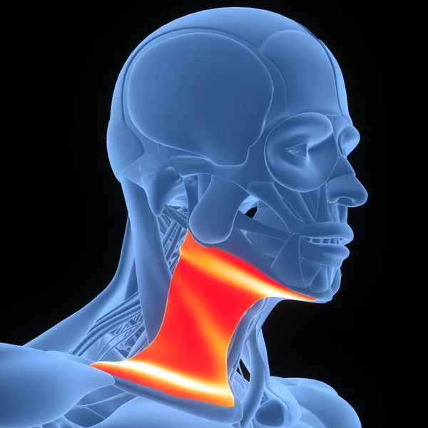 Human Body Muscular System Neck Muscles Anatomy — Stock Photo, Image