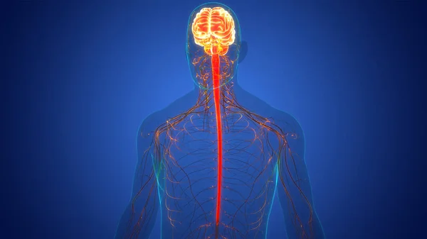 ヒト中枢神経系脳解剖学3D — ストック写真