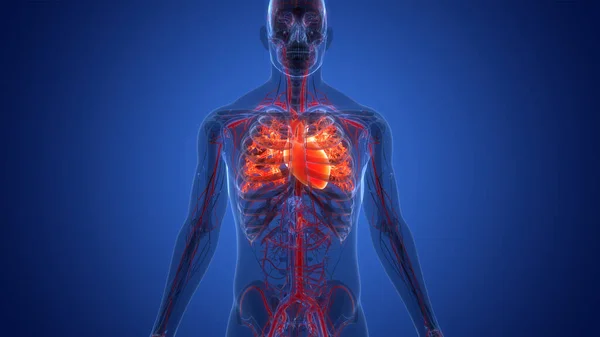 Human Circulatory System Heart Anatomy — Stock Photo, Image