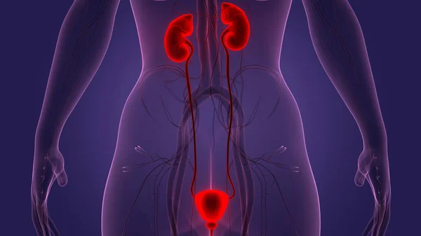 Anatomi Ginjal Sistem Urin Manusia — Stok Foto