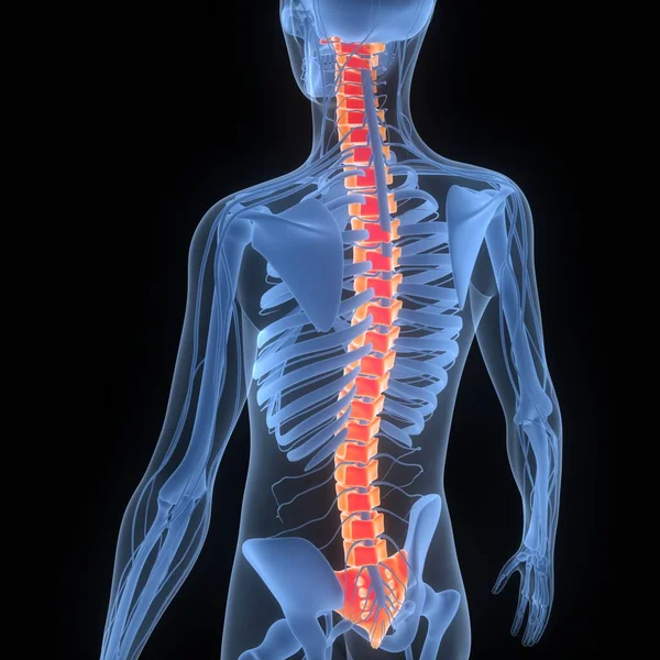 Spinal Cord Vertebral Column Human Skeleton System Anatomy — стокове фото