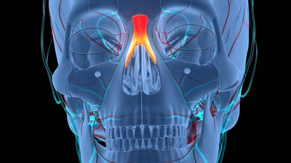 Menselijke Skelet Systeem Schedel Bot Delen Anatomie — Stockfoto