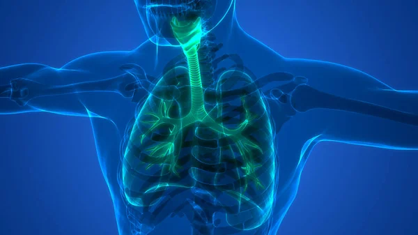 人間の呼吸器系の肺の解剖学 — ストック写真