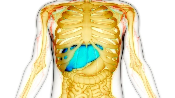 Anatomie Des Menschlichen Verdauungsorgans Leber — Stockfoto