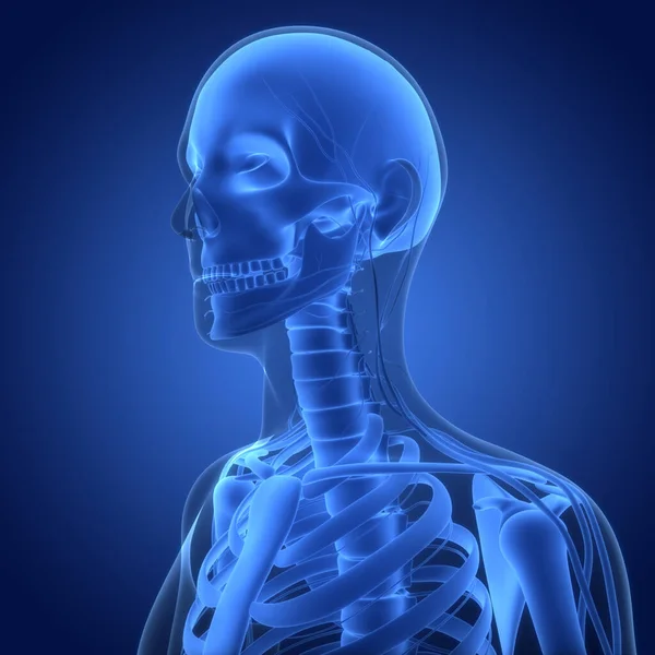 Ludzki System Szkieletowy Części Kości Czaszki Anatomia — Zdjęcie stockowe