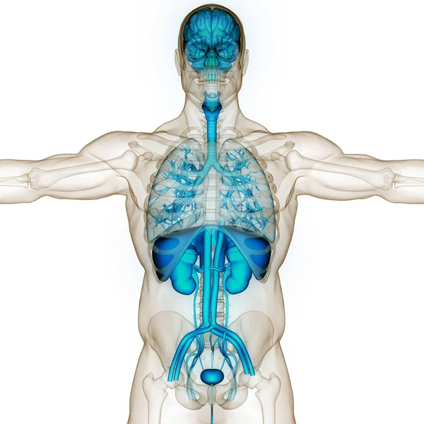 Organ Internal Manusia Dengan Anatomi Sistem Urin — Stok Foto