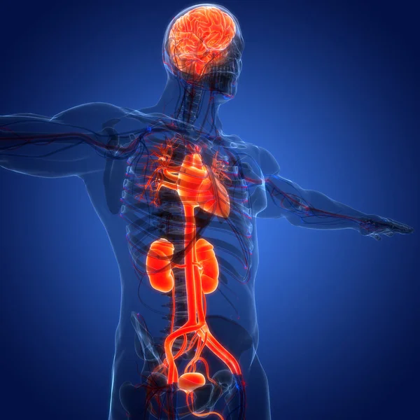 Human Internal Organs  with Urinary System Anatomy