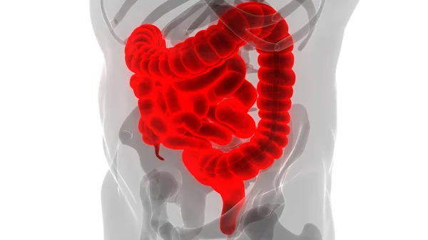 Anatomía Del Sistema Digestivo Humano — Foto de Stock