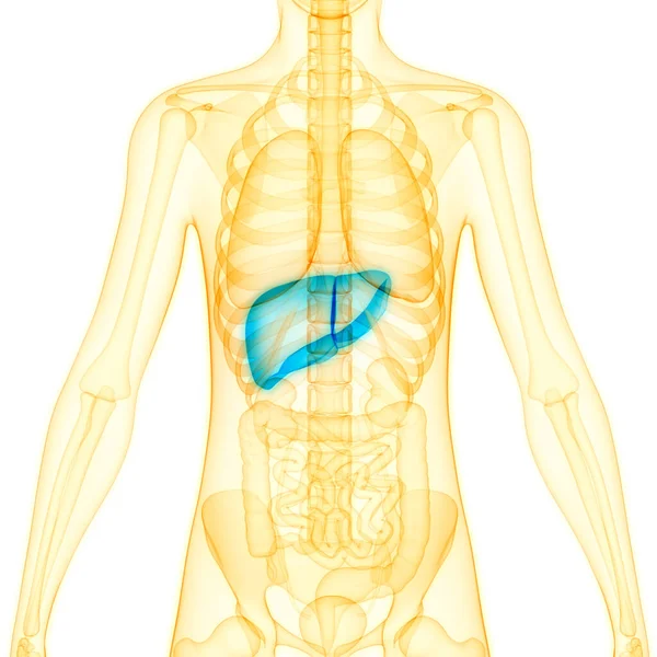 Human Internal Digestive Organ Liver Anatomy — Stock Photo, Image