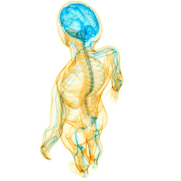 Anatomía Cerebral Del Sistema Nervioso Central Humano — Foto de Stock