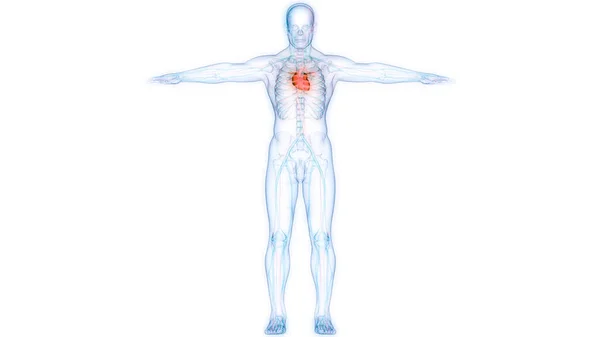 해부학 Human Circulatory System Heart Anatomy — 스톡 사진