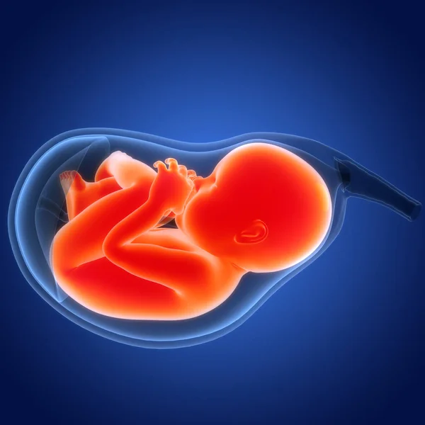 Mänskliga Foster Baby Womb Anatomy Tredimensionell — Stockfoto