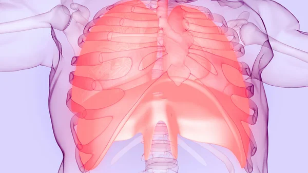 Anatomia Polmonare Del Sistema Respiratorio Umano — Foto Stock