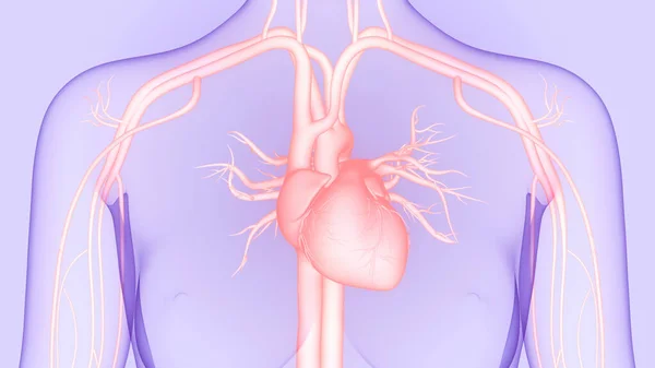 Anatomia Cardiaca Del Sistema Circolatorio Umano — Foto Stock