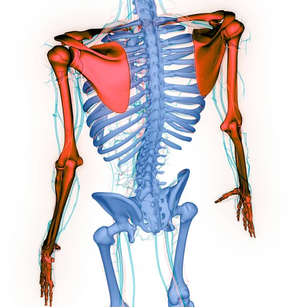 ヒトの骨格系ヒトの骨は解剖学を結合する — ストック写真