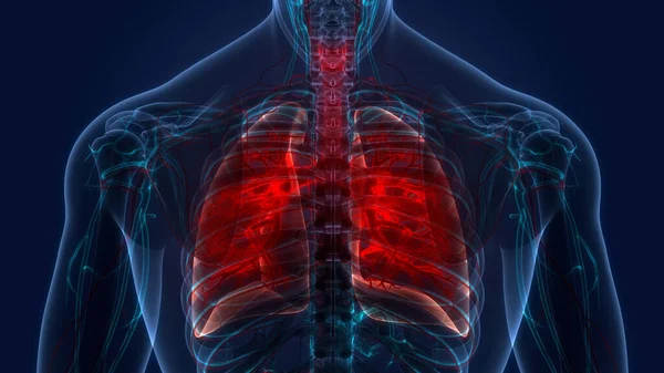 Sistema Respiratório Humano Anatomia Pulmonar — Fotografia de Stock