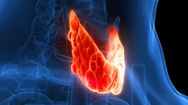 Anatomia Das Glândulas Corpo Humano Glândula Tireóide — Fotografia de Stock