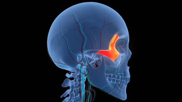 Système Squelettique Humain Pièces Crâne Anatomie Osseuse Zygomatique — Photo
