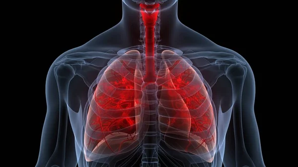 Human Respiratory System Lungs Anatomy. 3D