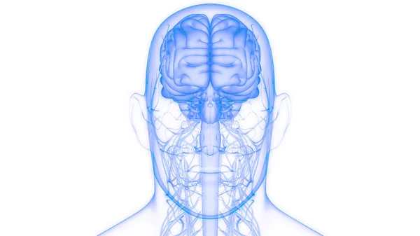 Anatomia Mózgu Ludzkiego Centralnego Układu Nerwowego — Zdjęcie stockowe