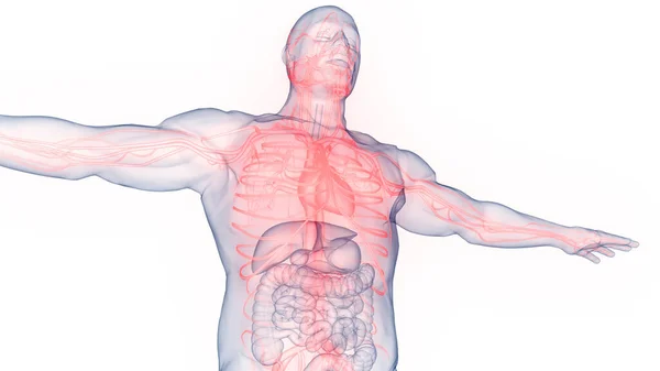 해부학 Human Circulatory System Heart Anatomy — 스톡 사진