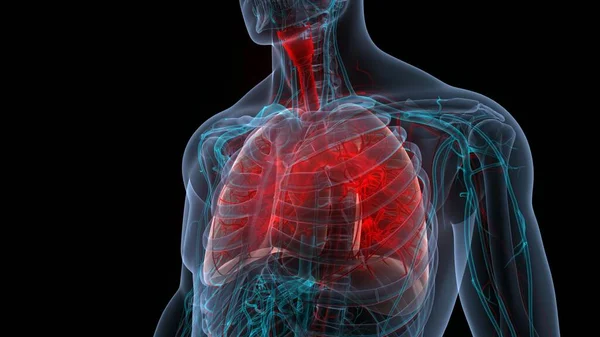 Ανθρώπινο Αναπνευστικό Σύστημα Πνεύμονες Ανατομία — Φωτογραφία Αρχείου