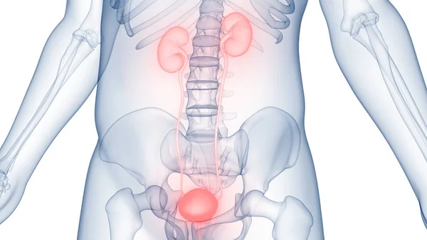 Ludzki Układ Moczowy Nerki Anatomia — Zdjęcie stockowe