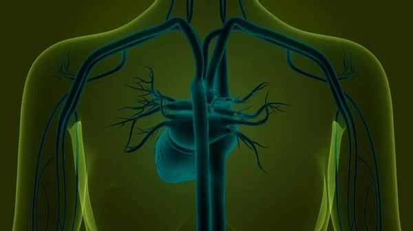 Human Circulatory System Anatomy — 图库照片