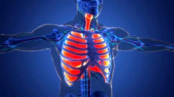 Anatomie Plic Lidského Dýchacího Ústrojí — Stock fotografie