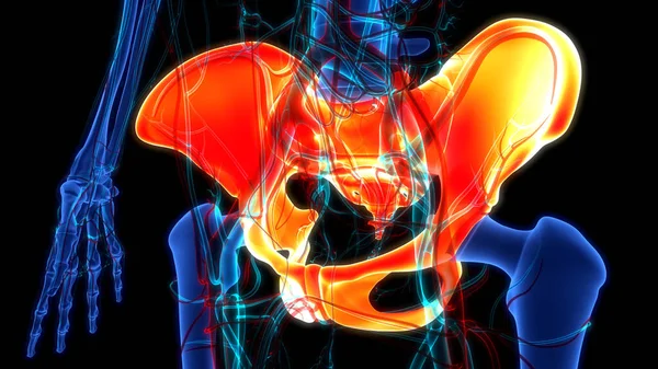Human Skeleton System Pelvic Girdle Bone Joints Anatomy — стокове фото