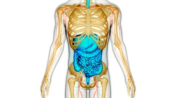 Nsan Sindirim Sistemi Anatomisi Boyut — Stok fotoğraf